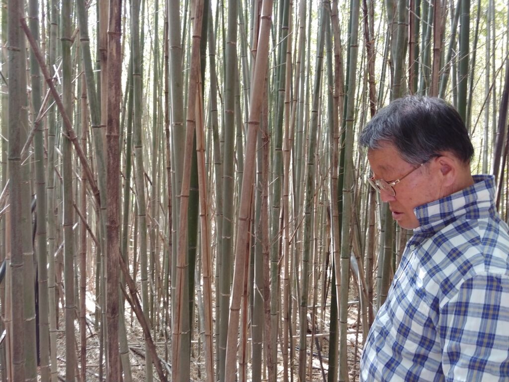 Korean man in plaid shirt in bamboo grove