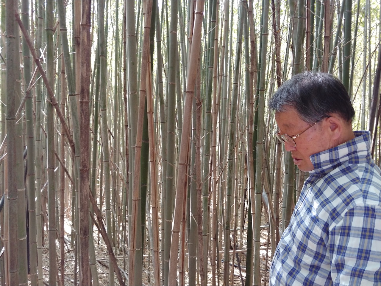 Korean man in plaid shirt in bamboo grove